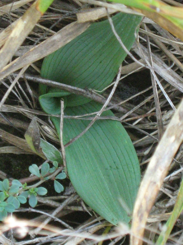 Ophrys 2012